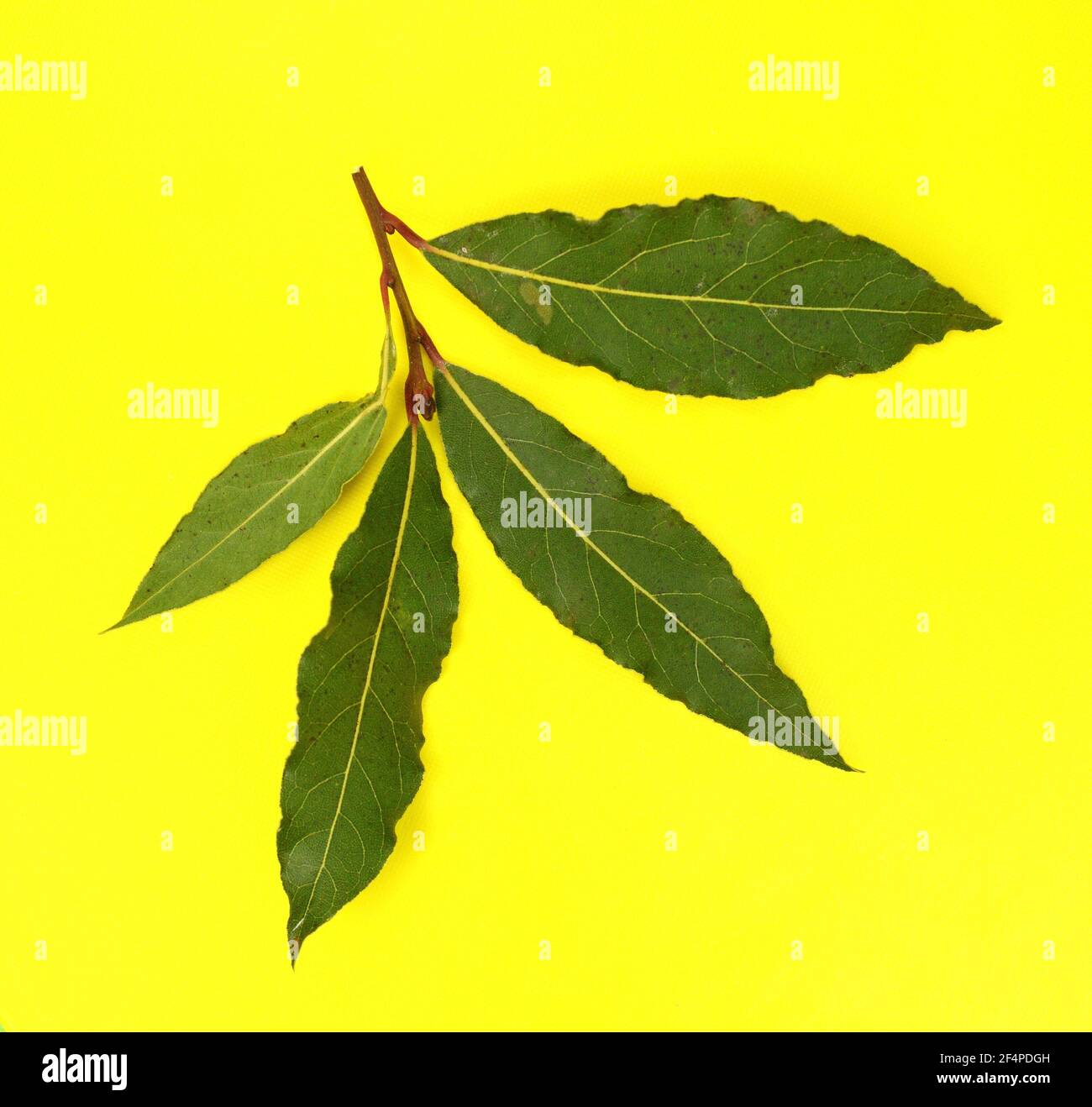 Laurel spice. Isolated bay leaf. Laurel leaves on yellow background. Bayleaf. laurel leaves