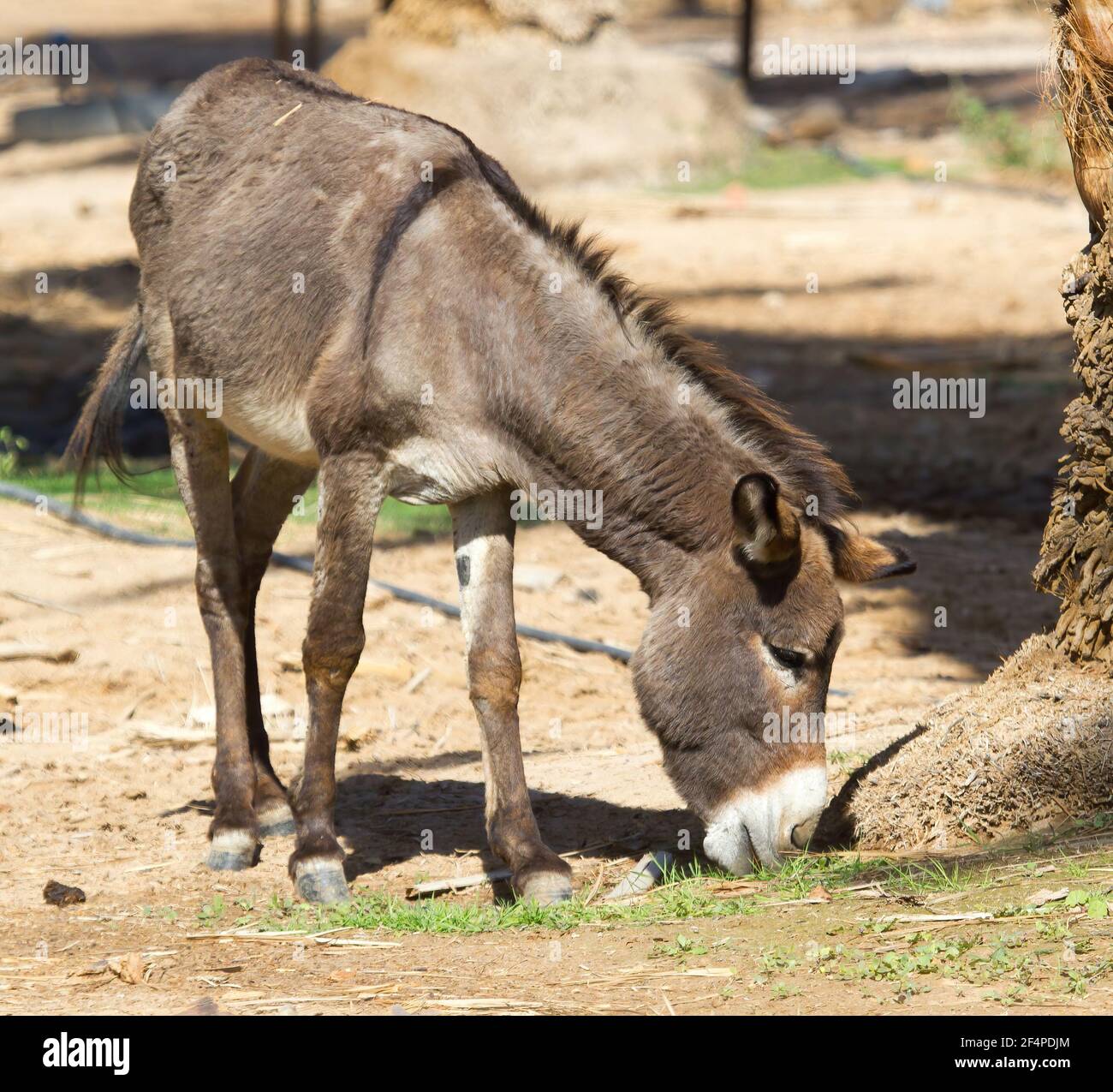 A donkey in a fig orchard Stock Photo Alamy