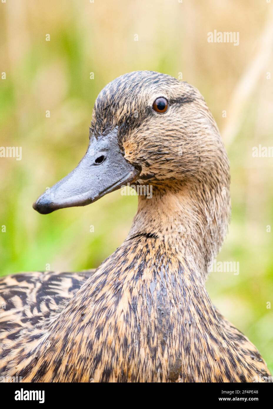 Duck bill closeup hires stock photography and images Alamy