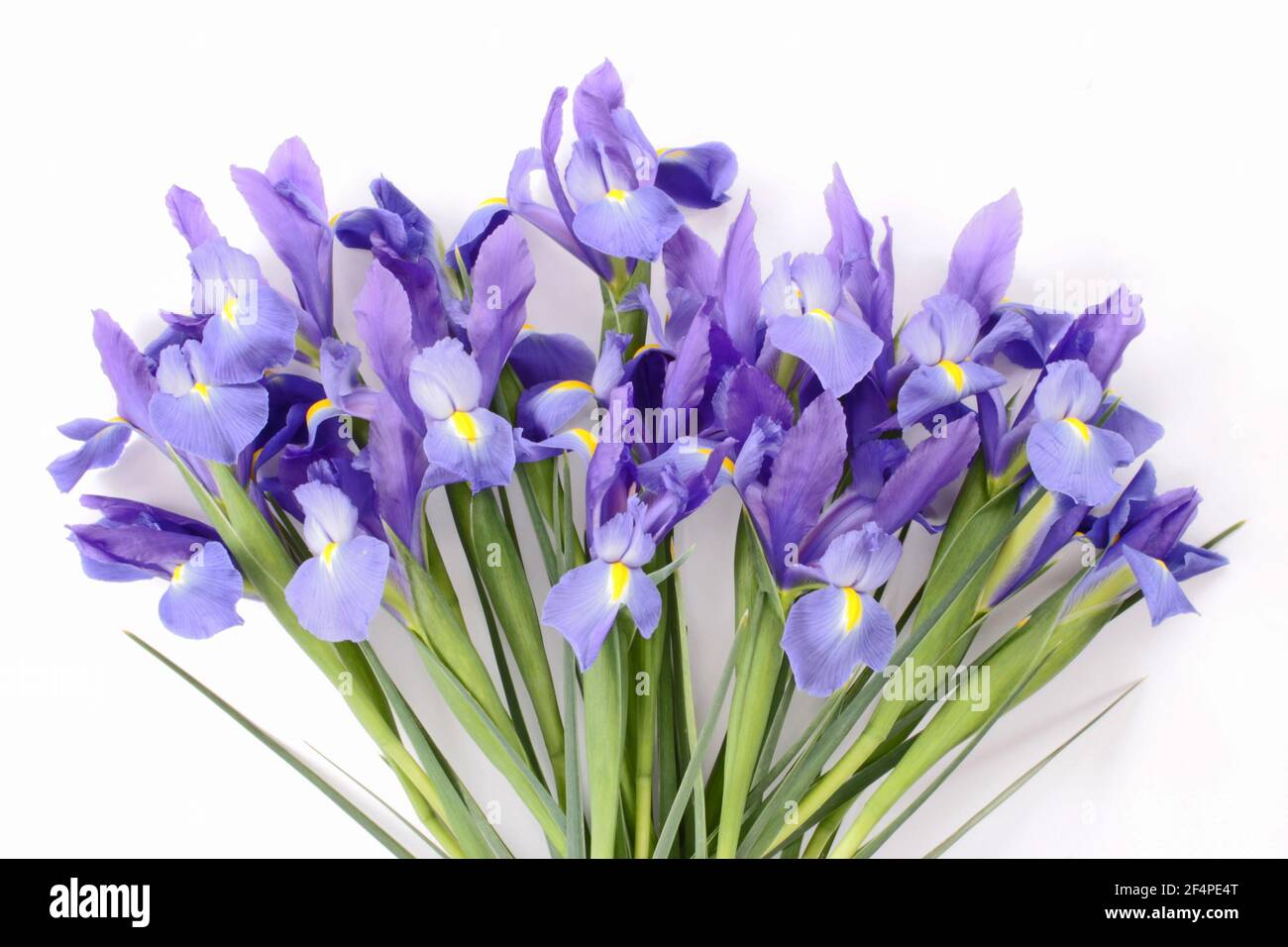 Fresh purple iris bouquet against white background Stock Photo Alamy