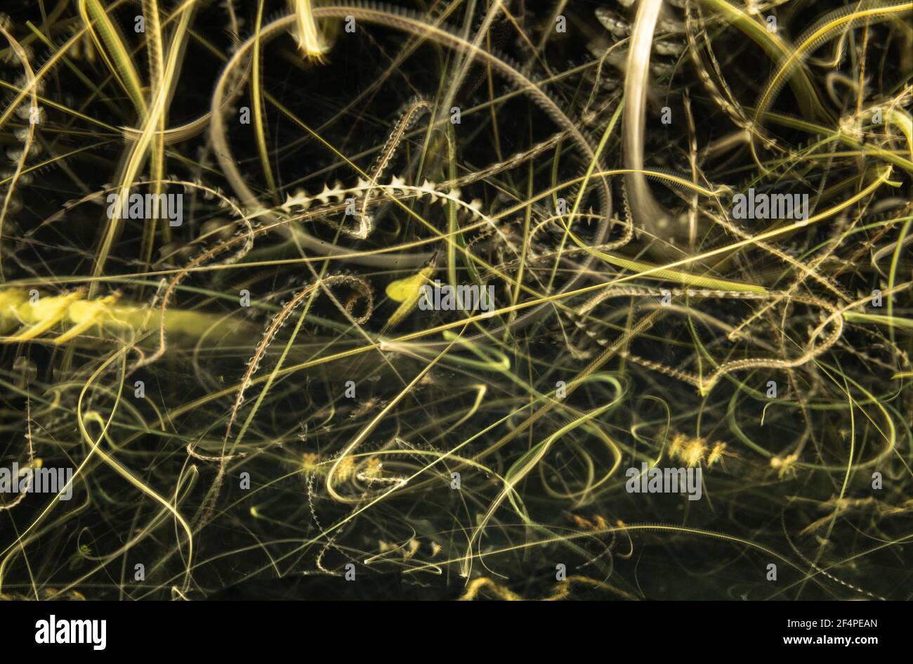 Long Exposure of 1000's of Insects Flight Patterns Stock Photo - Alamy