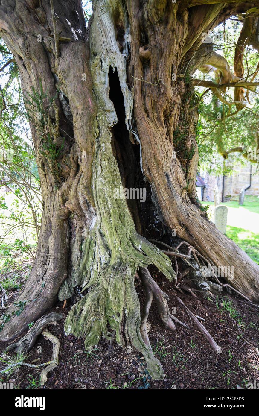 Ancient hollow Yew Tree at Crowhurst Churchyard East Sussex Stock Photo