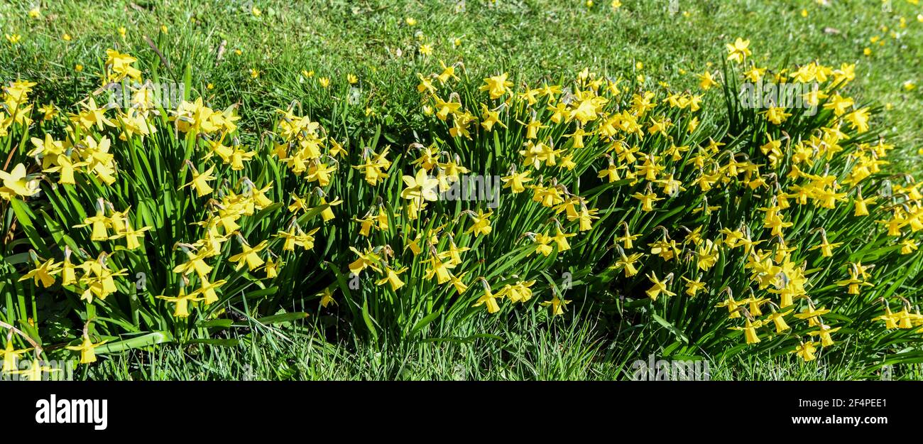 A Host of Golden Daffodils at Crowhurst churchyard, East Sussex Stock Photo