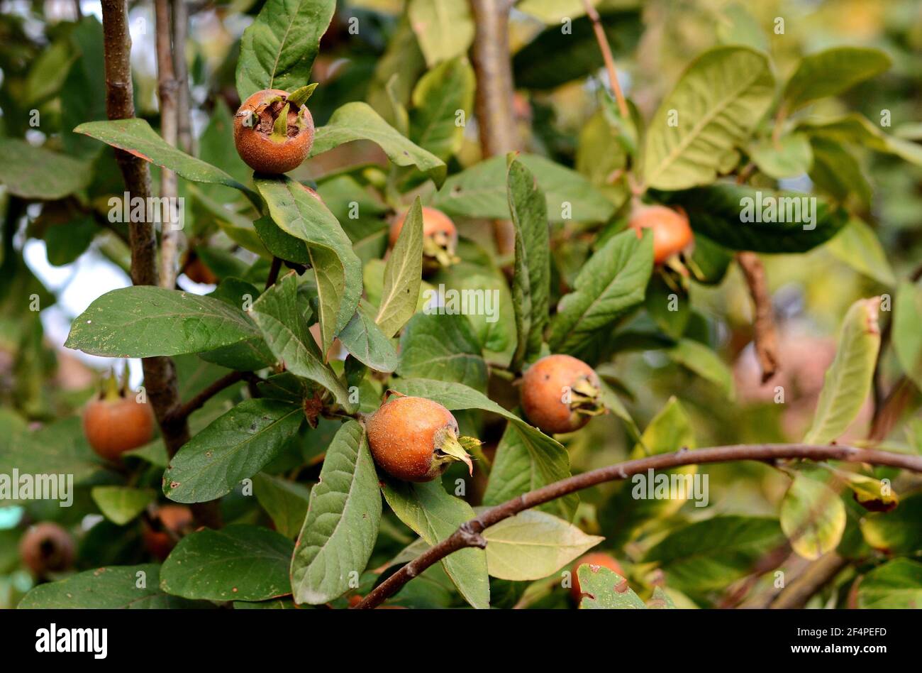 Yellow Medlar Fruit On Tree High Resolution Stock Photography And Images Alamy
