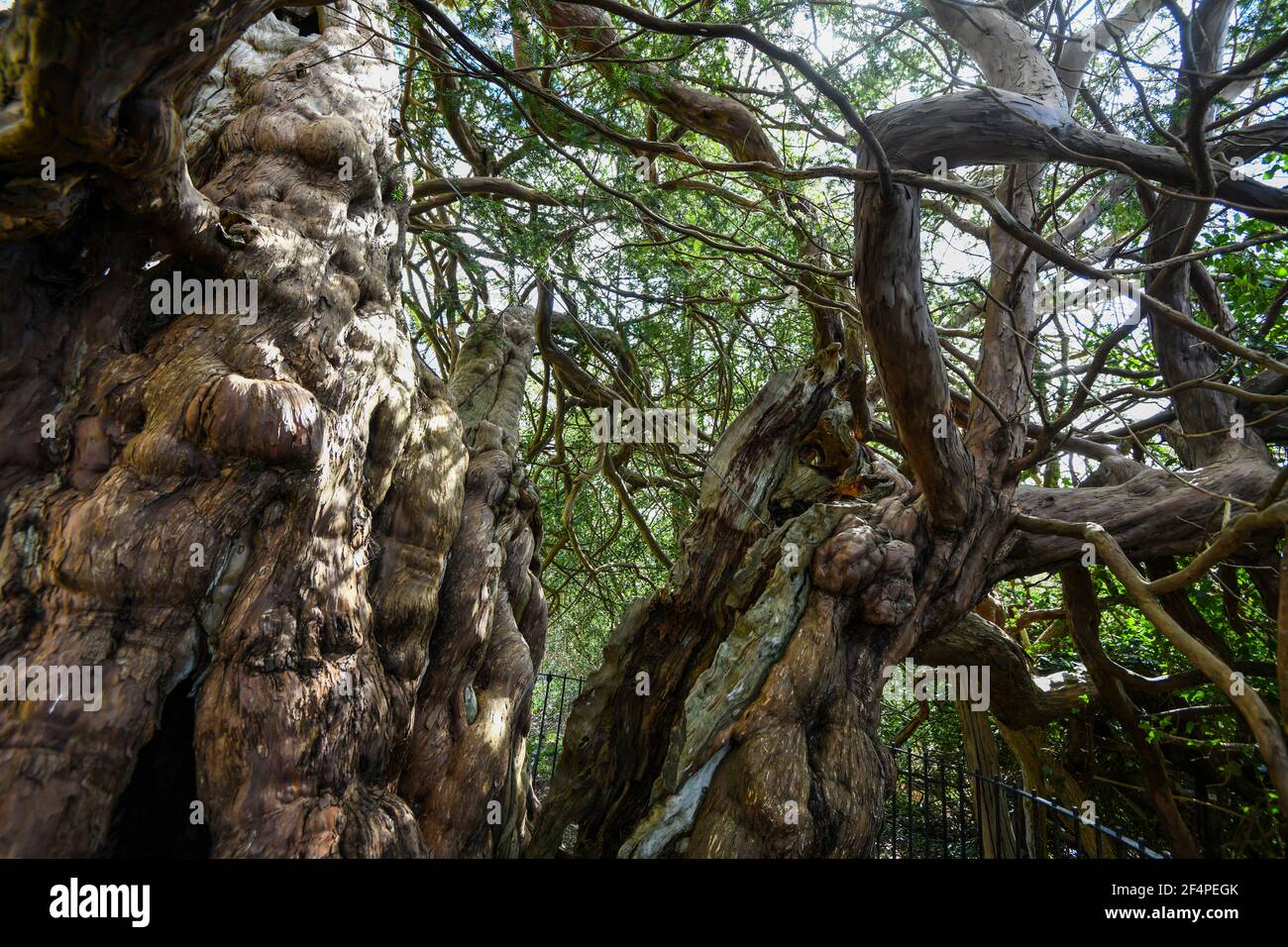 The mighty and ancient King Harold yew Tree, 2,000 years old at Crowhurst, east Sussex Stock Photo