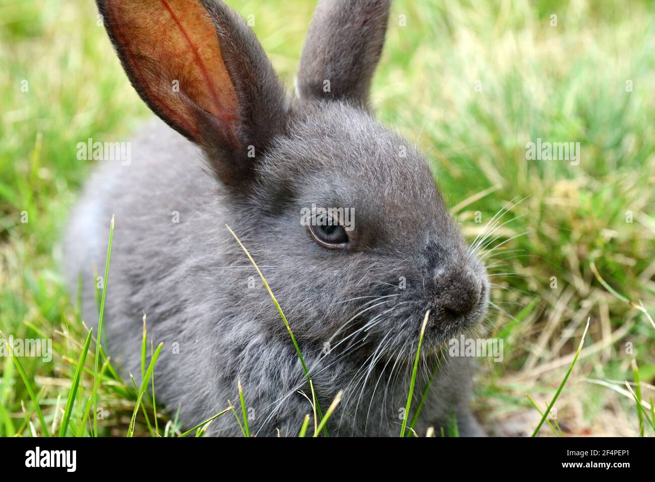 Grey Fully Rabbit Grey rabbit standing hi-res stock photography and images - Alamy