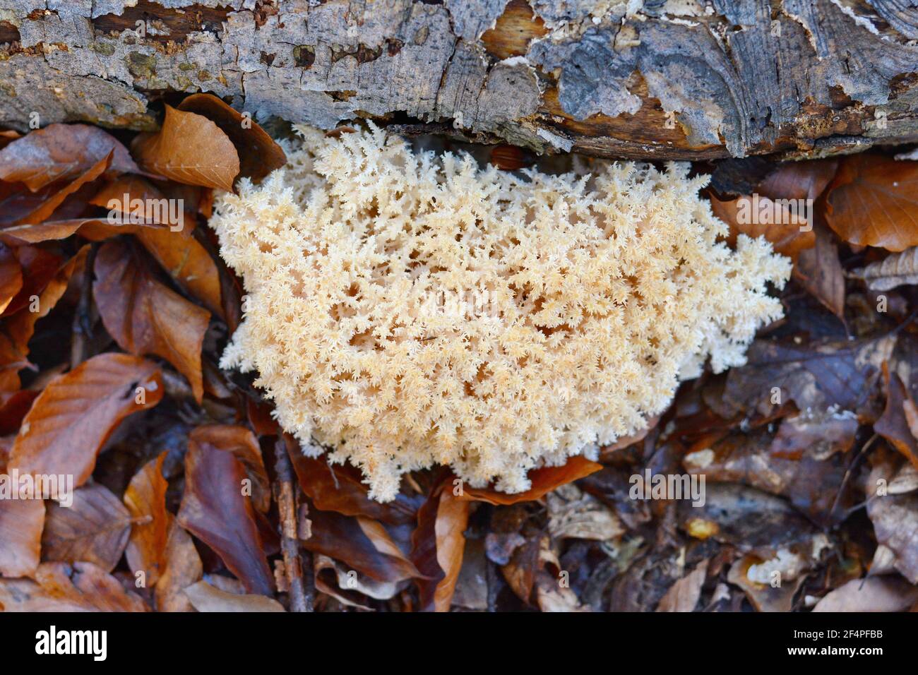 Hericium coralloides, known as the coral tooth fungus Stock Photo