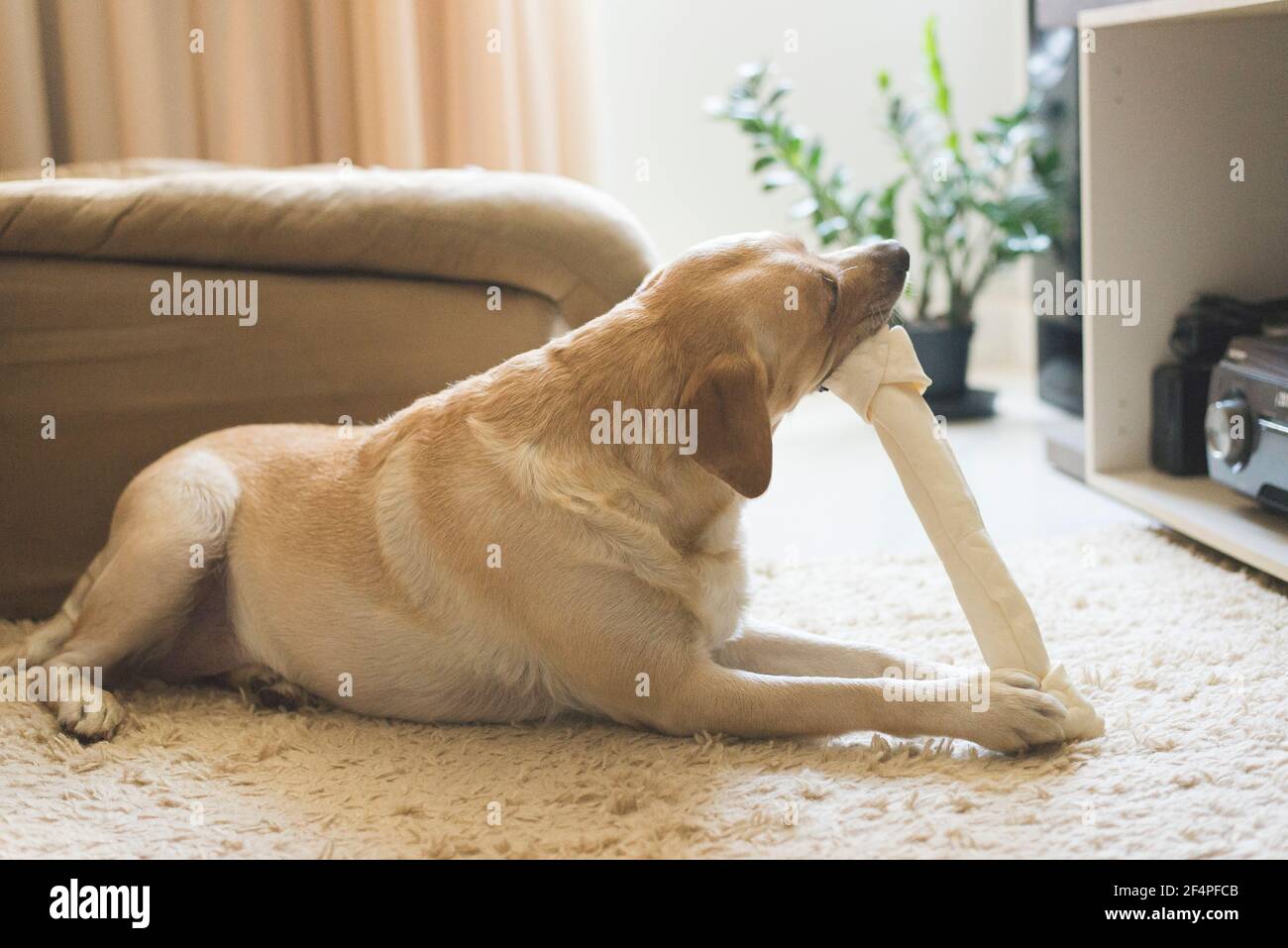 The Labrador Retriever is lying on the carpet and chewing on a bone. Stock Photo