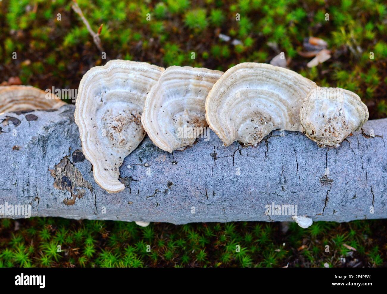 Bracket Fungi Diagram
