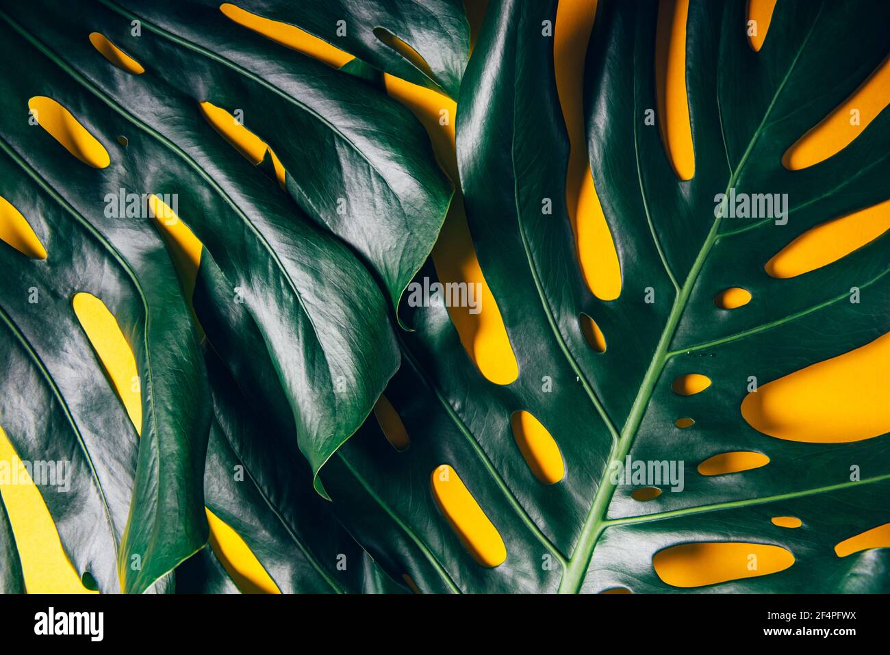Tropical monstera leaves on yellow Stock Photo
