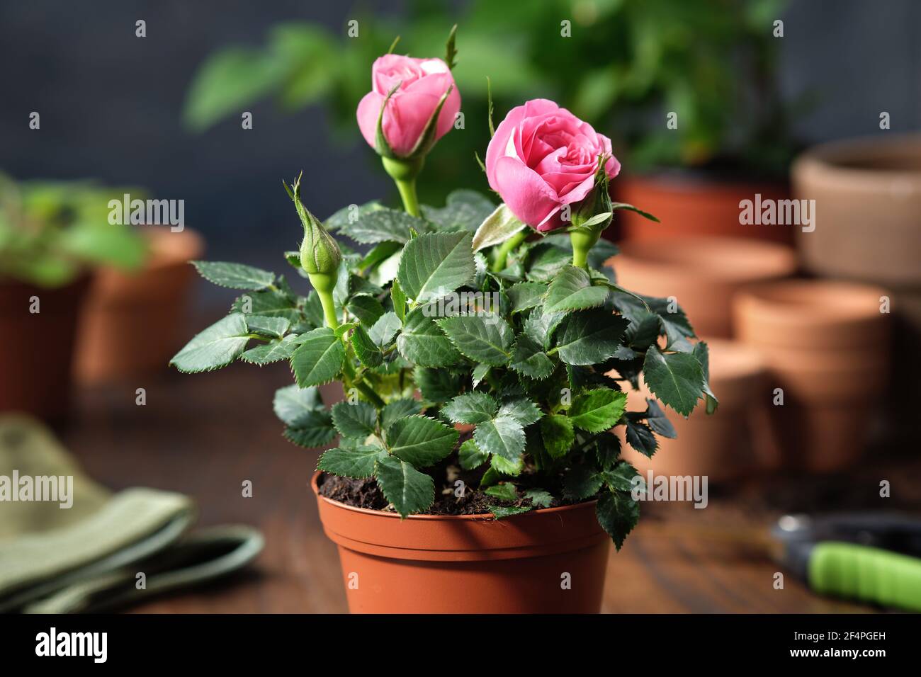 Pot plantation hires stock photography and images Alamy