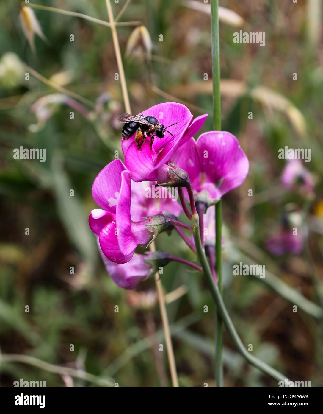 Honey bee with the corbicula full of pollen, pollinating a pink flower. Stock Photo