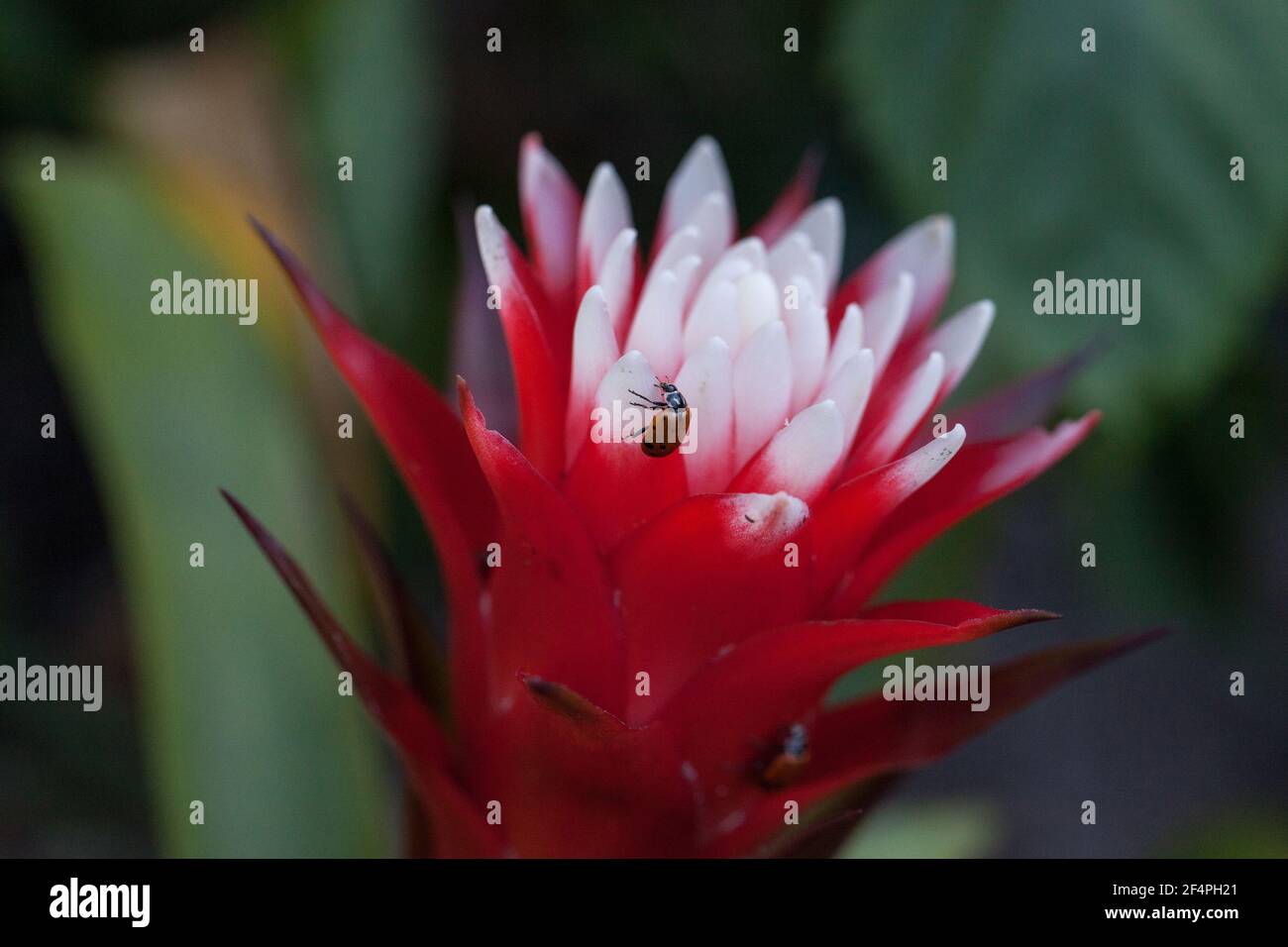 Red and white bromeliad flower with a Convergent lady beetle also called the ladybug Hippodamia convergens Stock Photo