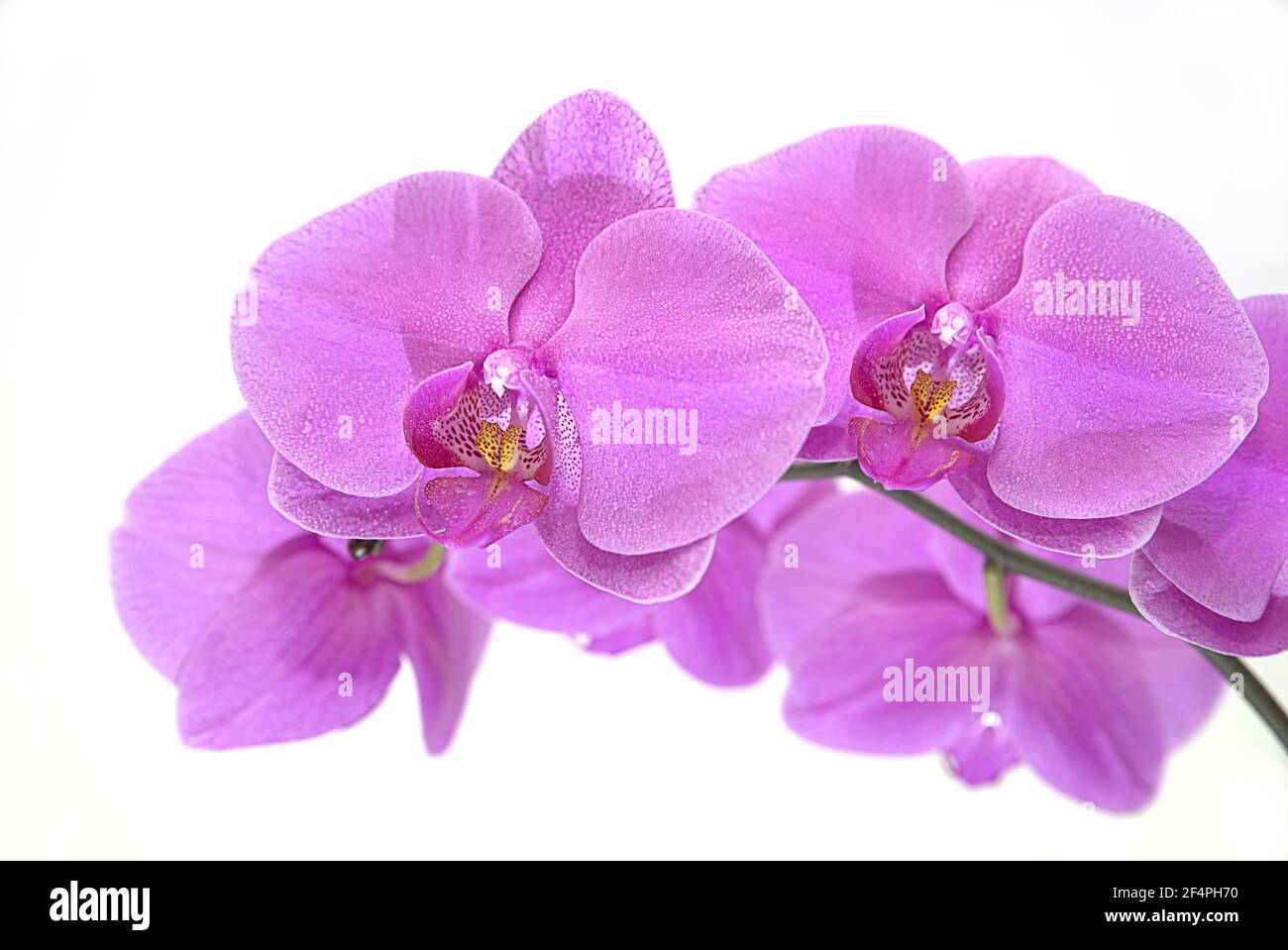 Purple flowers of orchidea covered with water drops with white background, phalaenopsis orchids, Phalaenopsis doritaenopsis Stock Photo