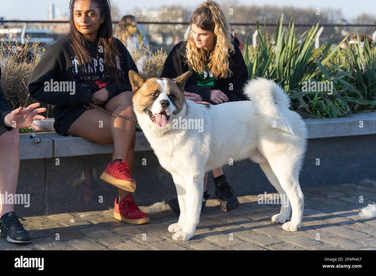white Akita breed of dog stands next to two long hair women enjoying