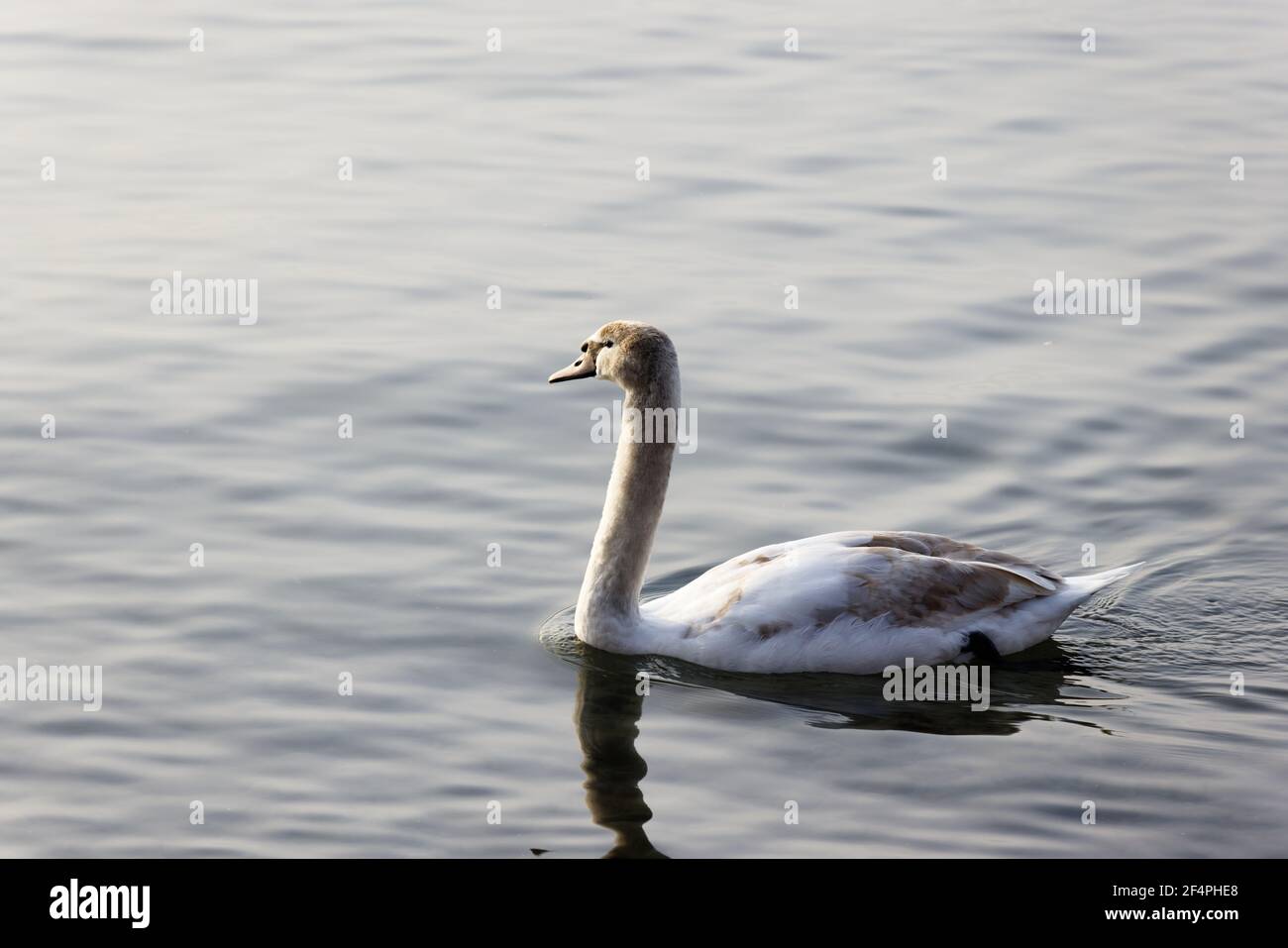 young swan with white-brown plumage swims on the lake, the feathers are first brown and then change color during growth to white, by day, without peop Stock Photo