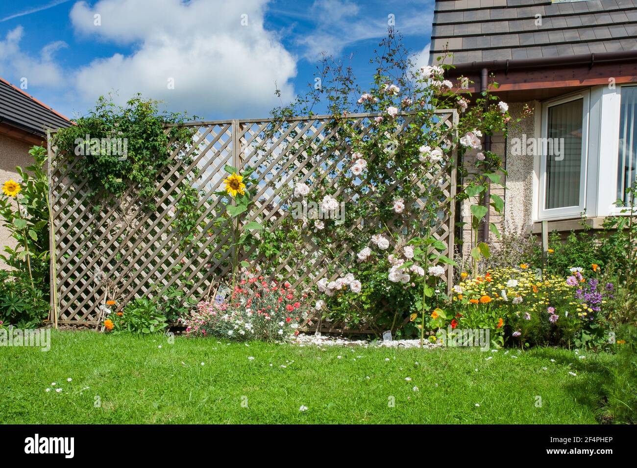 with a lawn trellis and climbing rose, Rosa ‘New Dawn next to a house. Stock Photo