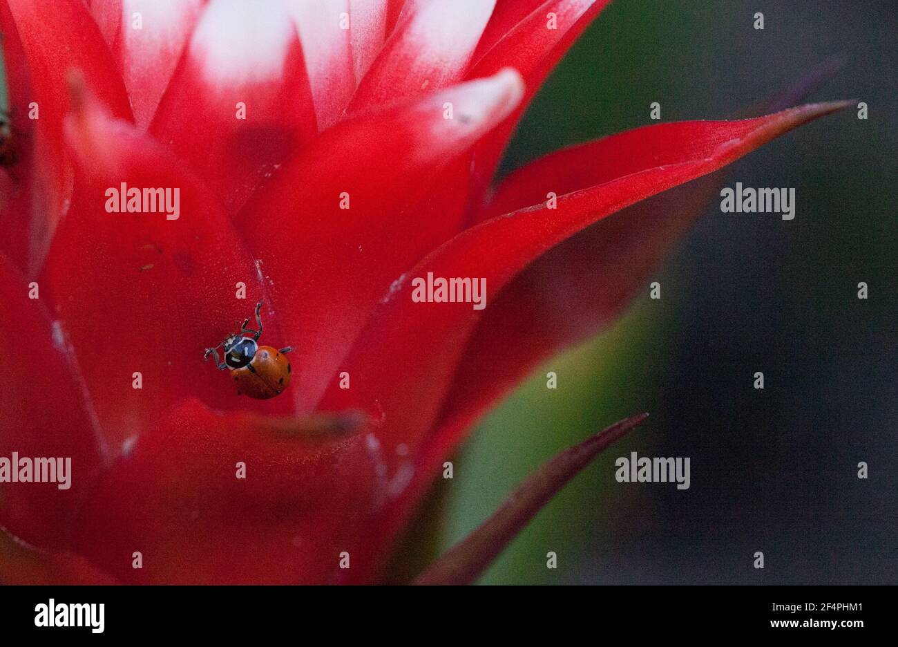 Red and white bromeliad flower with a Convergent lady beetle also called the ladybug Hippodamia convergens Stock Photo