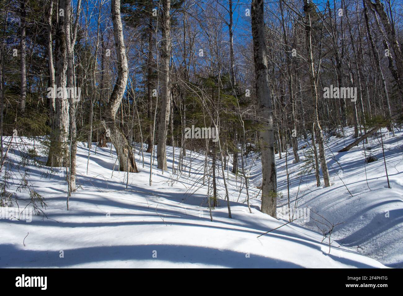 The woods in late winter, early spring, New Hampshire #8709 Stock Photo