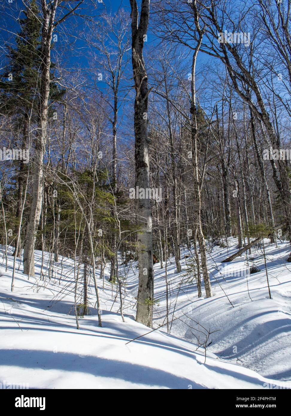 The woods in late winter, early spring, New Hampshire #8713 Stock Photo