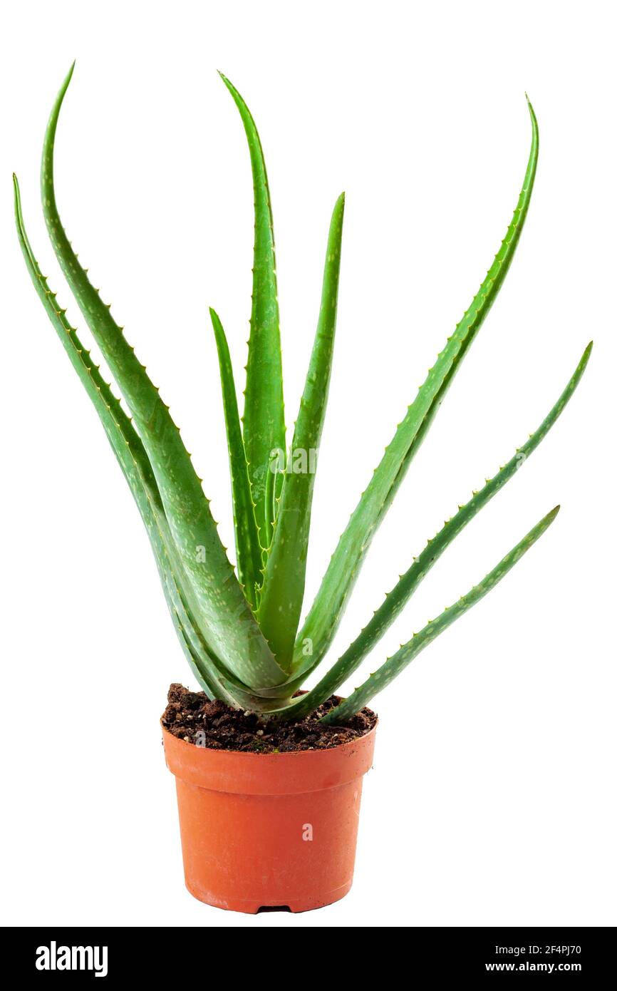 aloe styling gel Mango Aloe Hair Gel – beautystrike