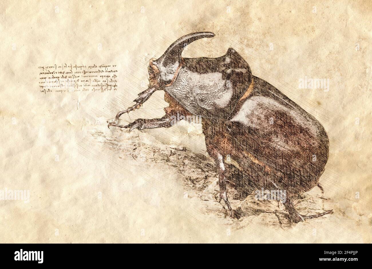 Sketch of a Rhinoceros beetle - Arthropoda. Digital Sketch. Stock Photo
