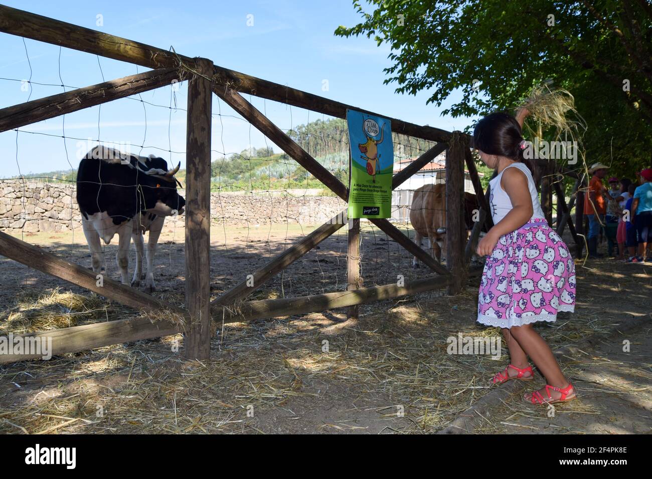 Young girl in pink dress at the farm learning how to feed a cow, cow looking at young girl. Rural experiences with animals in Quinta pedagógica Braga. Stock Photo
