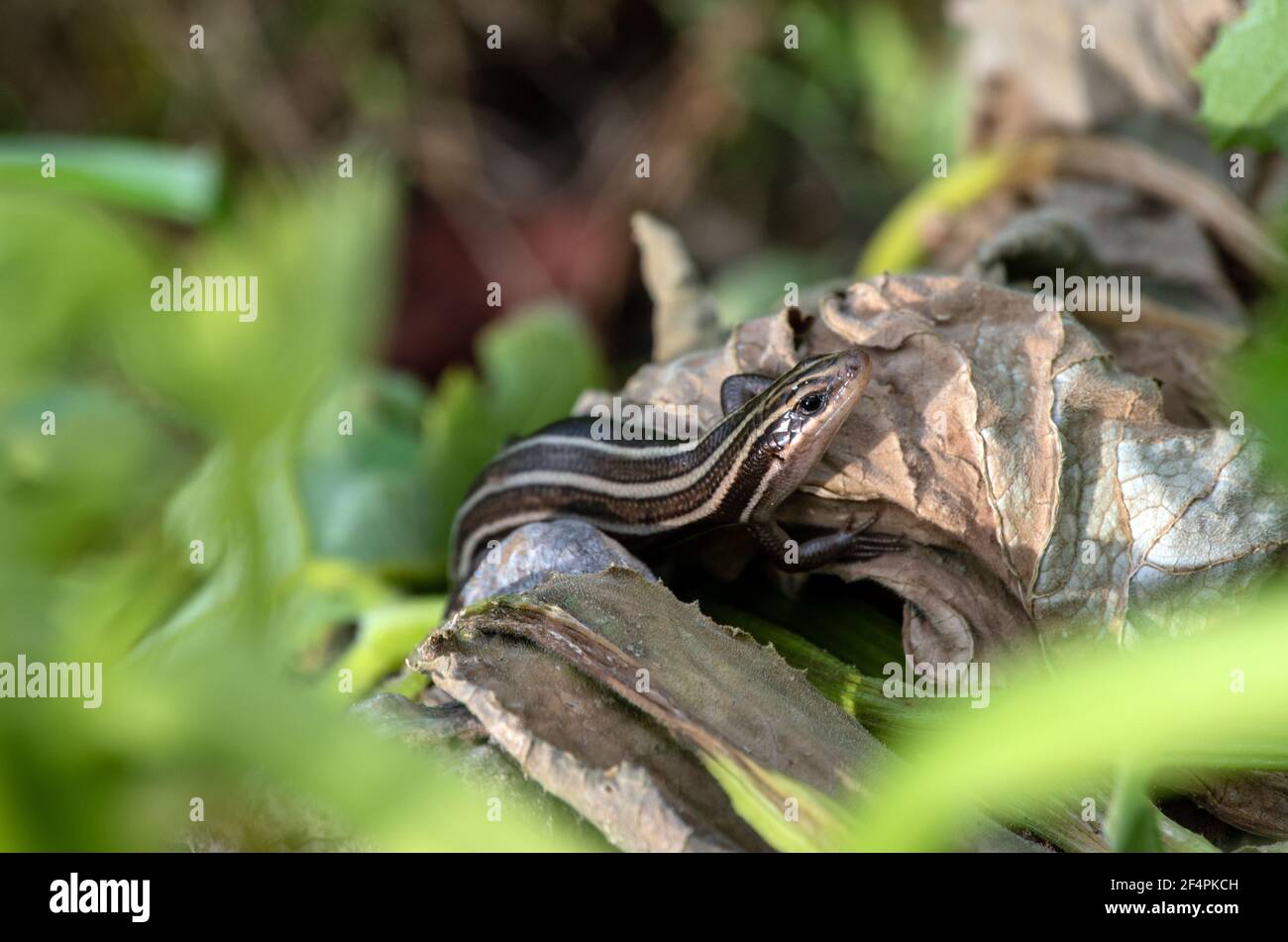 A nice bokeh effect draws attention to the juvenile five lined skink that stands motionless in a Missouri backyard garden. Stock Photo