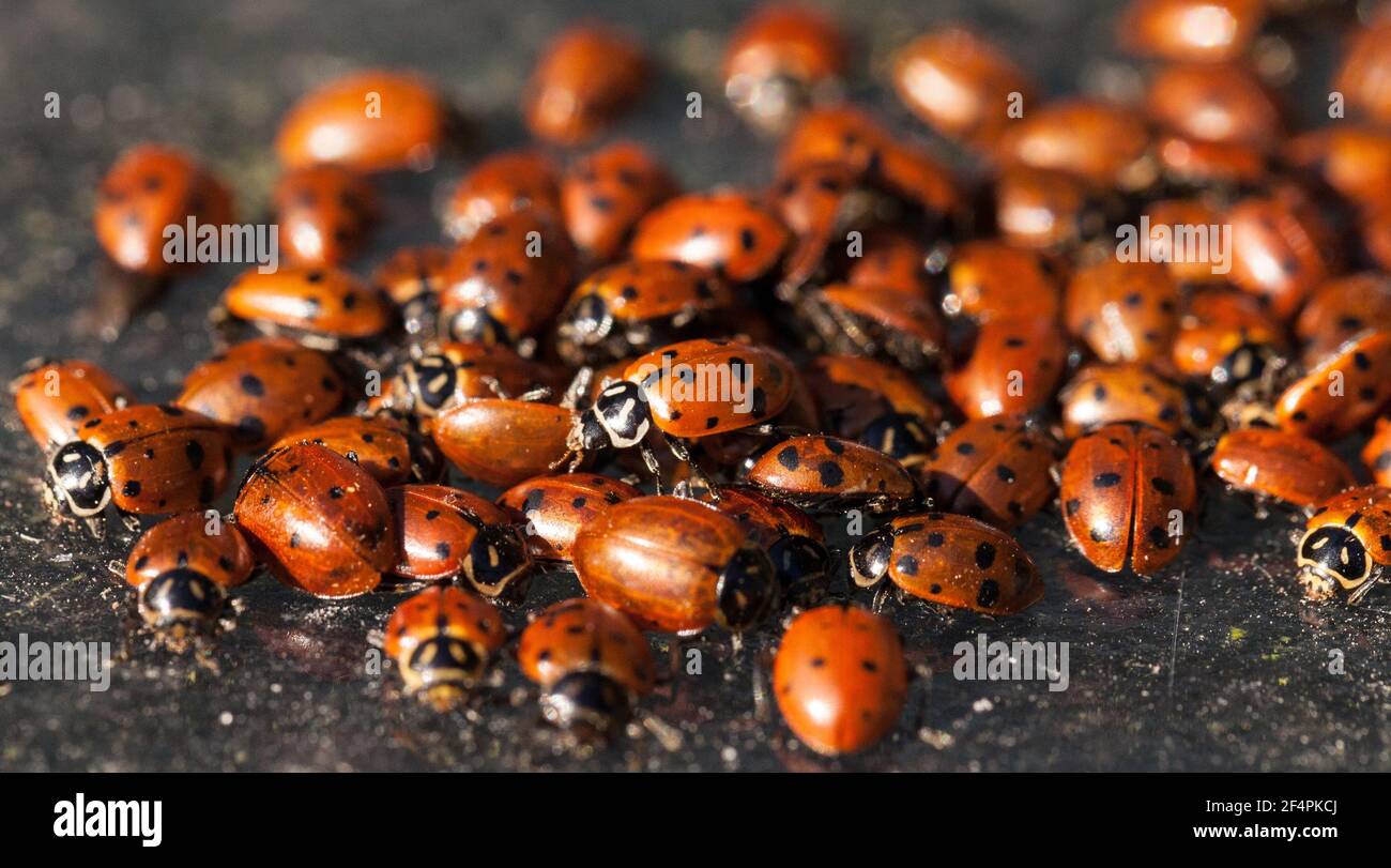 Hibernating cluster of Convergent lady beetle also called the ladybug  Hippodamia convergens Stock Photo - Alamy