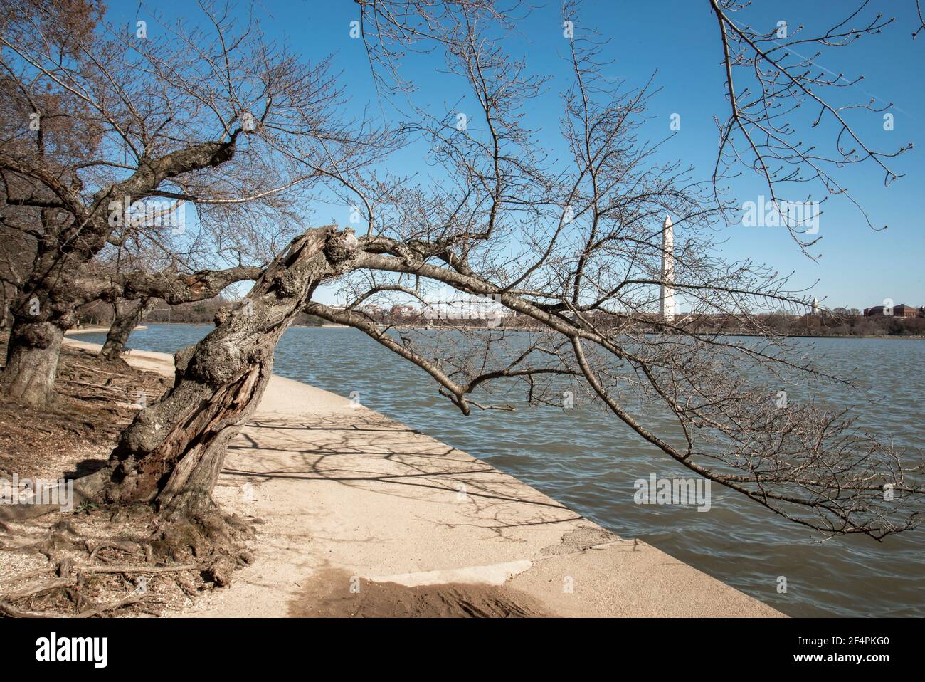 Cherry trees at the Tidal Basin in Washington, DC, spring 2021.  Trees are in Stage 1, green buds. Peak bloom is Stage 6, about two weeks later. Stock Photo