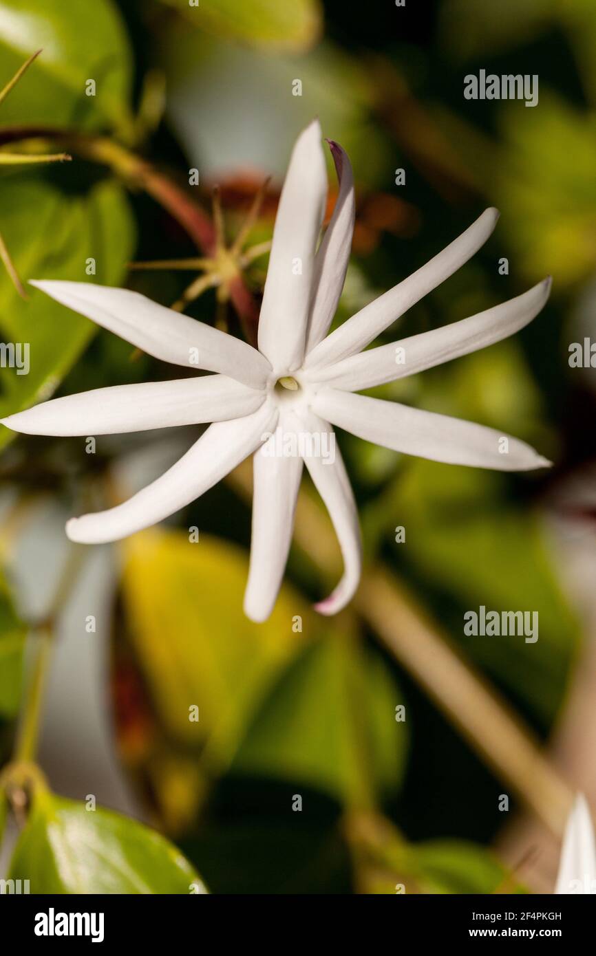 Night blooming jasmine flower Cestrum nocturnum vine in a garden in