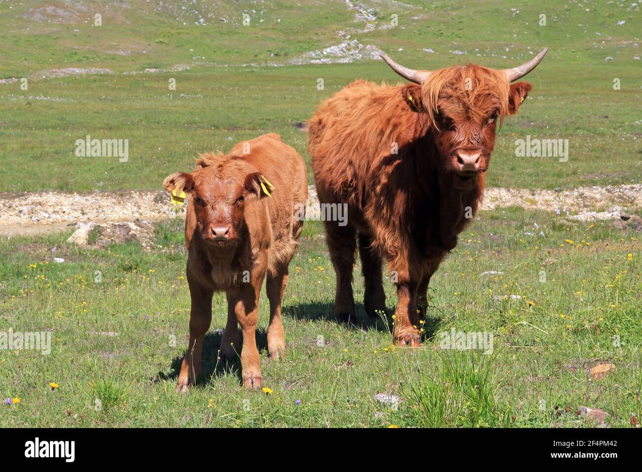 Scottish highland cow with calf in the mountains Stock Photo - Alamy