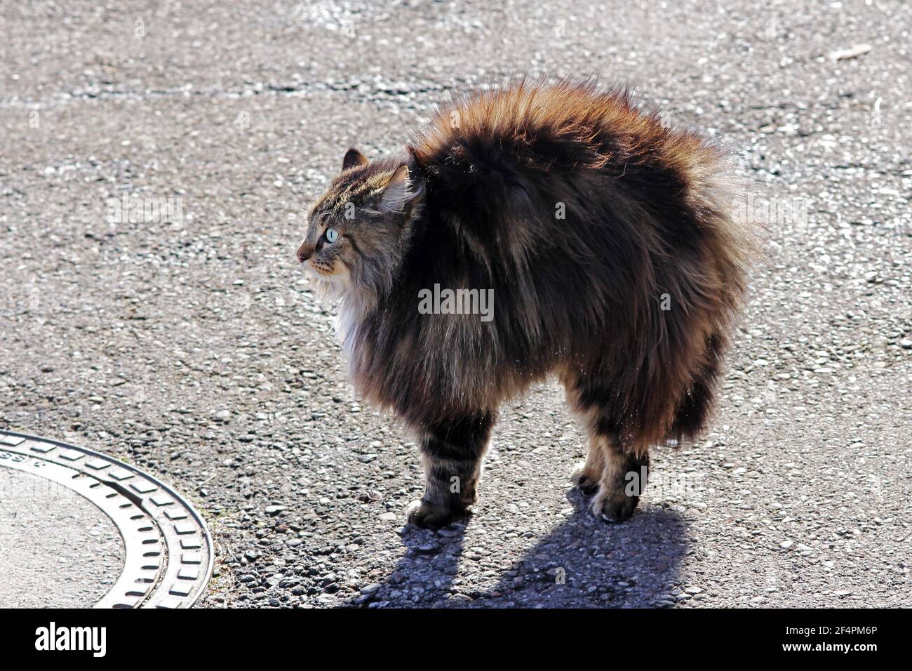 A cat threatens and makes a cat hump. A cat is afraid and hisses Stock Photo