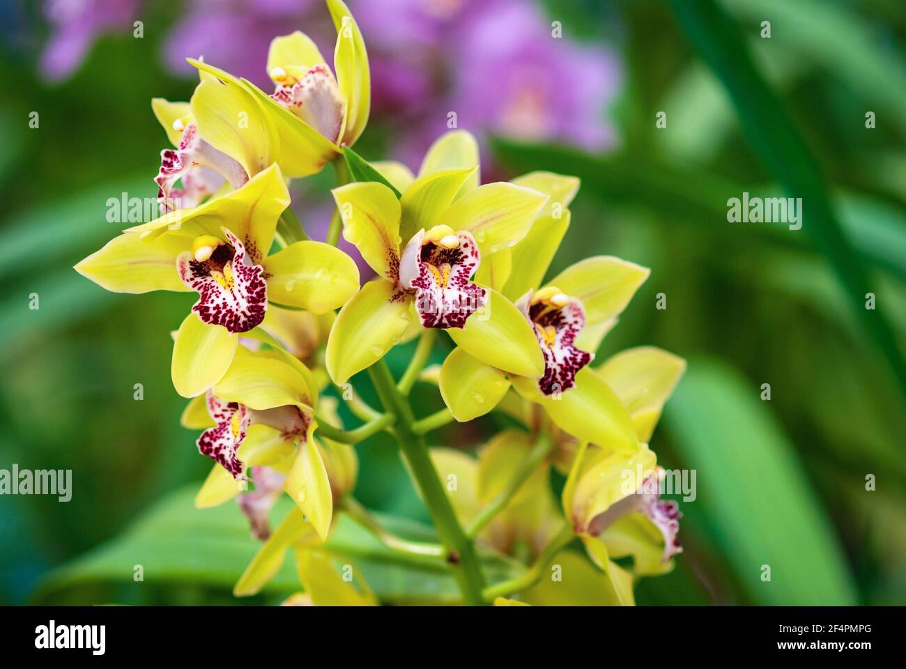 Cymbidium mini Sea Foam yellow orchid in flower, closeup Stock Photo
