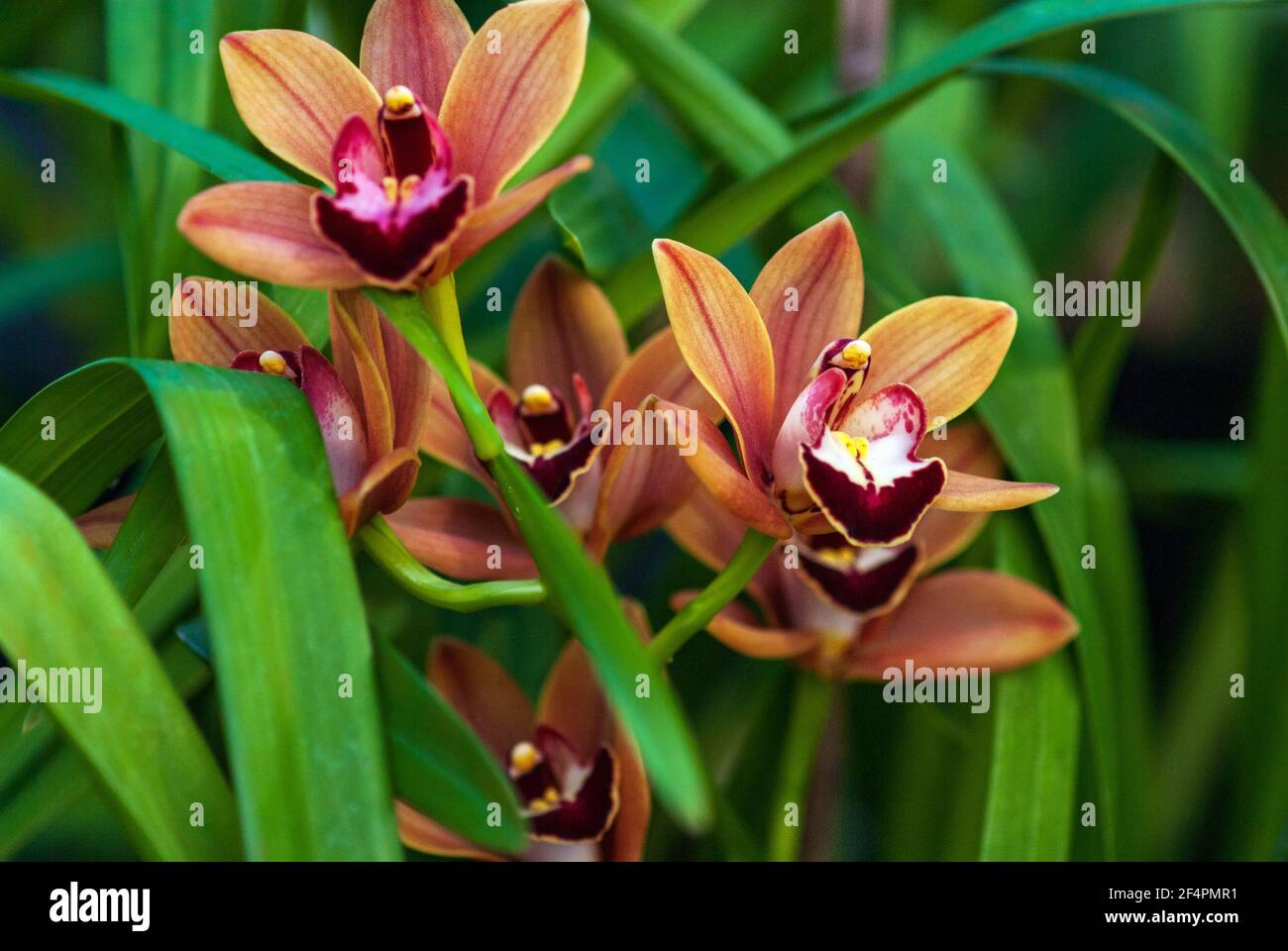 Cymbidium Burgundian Chateau orchid - orange brown orchid flowers, closeup Stock Photo