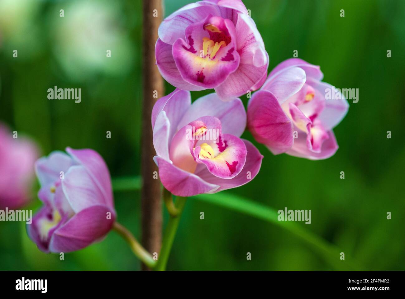 Pink Cymbidium orchid flowering, closeup Stock Photo