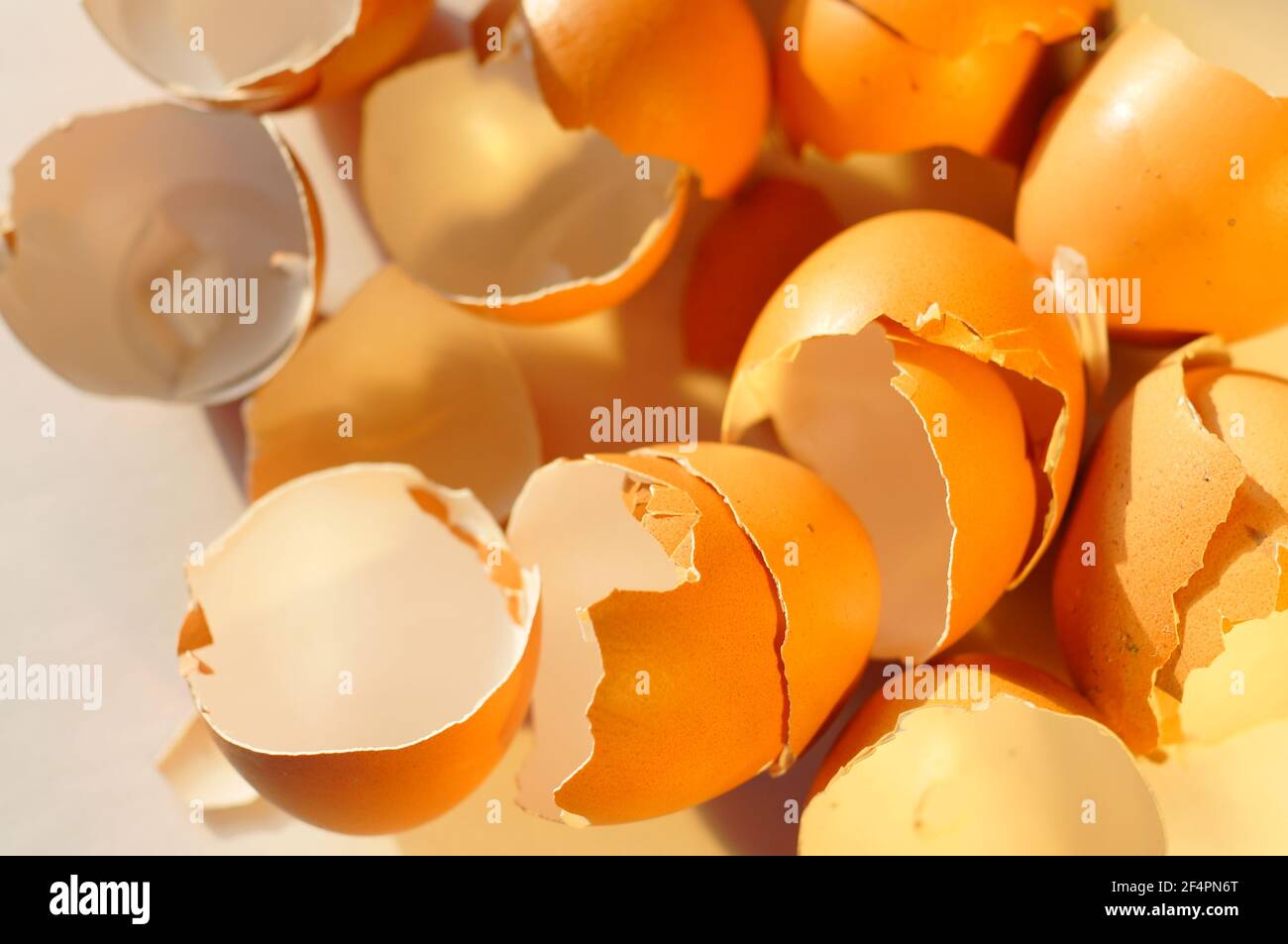 Chicken egg shells. Crushed chicken eggs. Natural compost eggshells