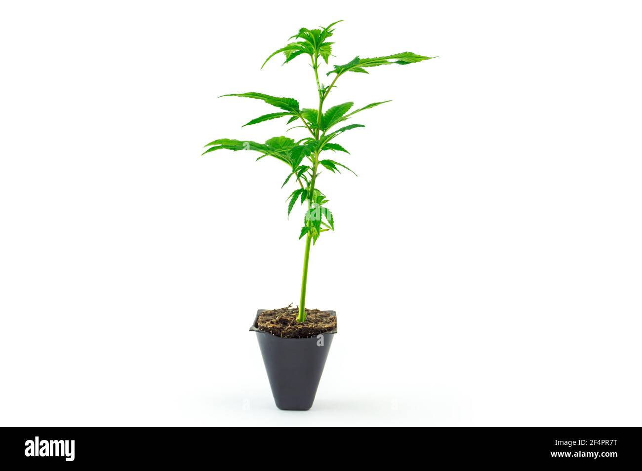 Cannabis clone Girl scout cookies strain seedling in pot isolated on white Stock Photo