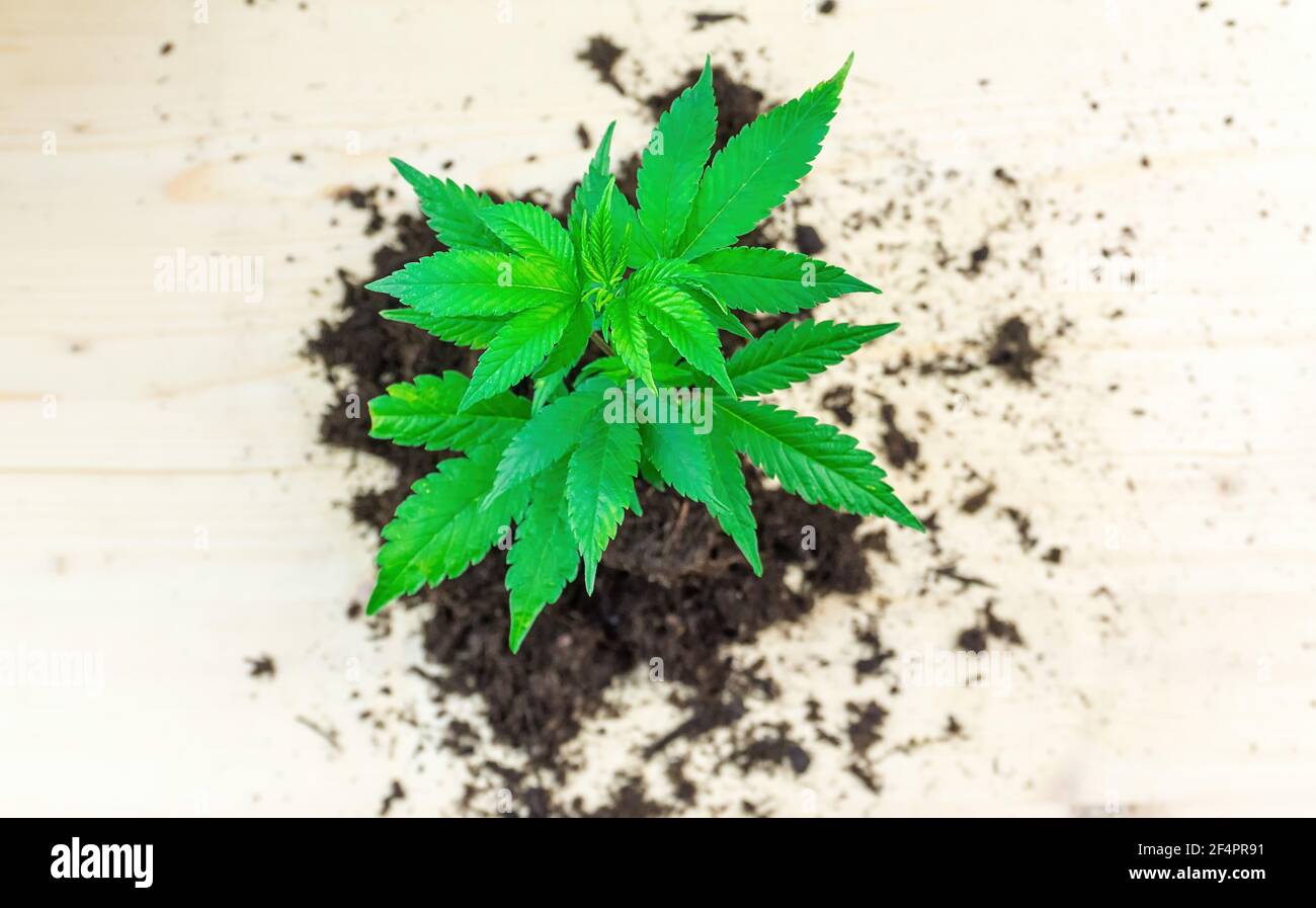 Pile of soil with cannabis sprout seedling Girl scout cookies strain on wooden table Stock Photo