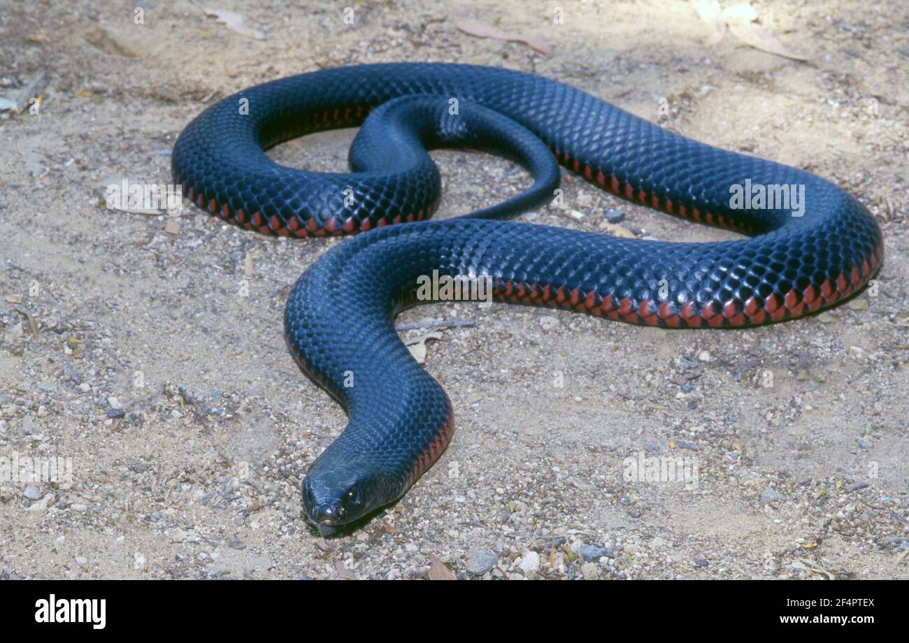 Red-bellied black snake ((Pseudechis porphyriacus) is a venomous snake indigenous to Australia.  No deaths have been recorded from its bite. Stock Photo