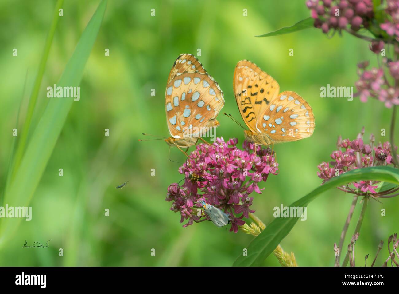 Aphrodite Fritillary (Speyeria aphrodite) butterflies sharing space on pink Joe-Pye weed flowers while sipping nectar, Stock Photo