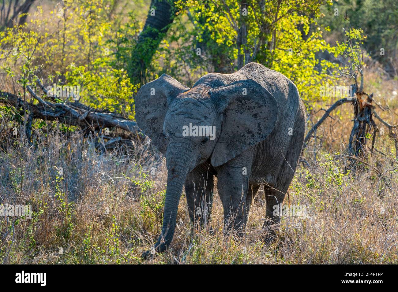 Young African Elephant (Loxodonta africana) relaxed and feeding in Kruger National Park, South Africa. Stock Photo