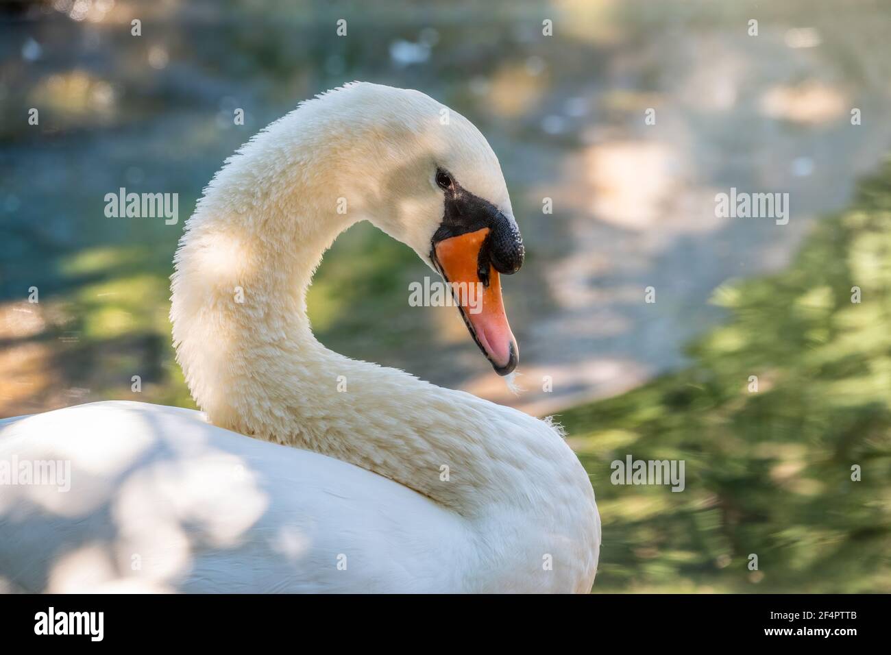 Portrait of a graceful white swan with long neck on green water ...