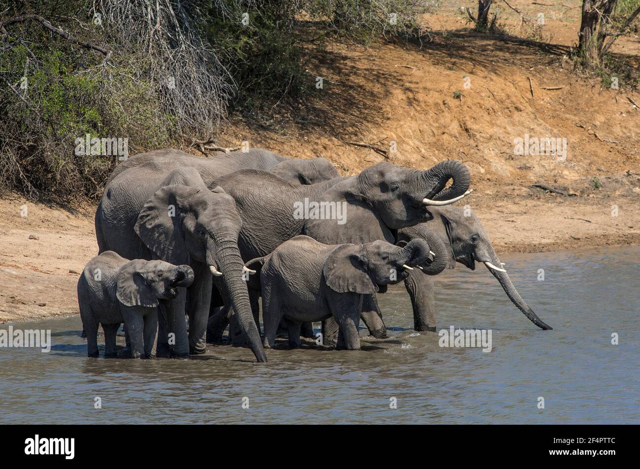 African Elephant (Loxodonta africana) in Kruger National Park, South Africa gathering for a drink and to meet old friends. Stock Photo