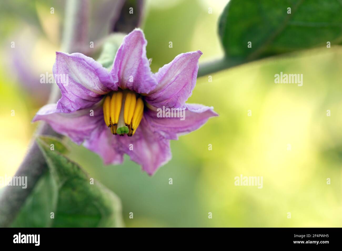 Light purple eggplant flower with yellow core surrounded by two leaves