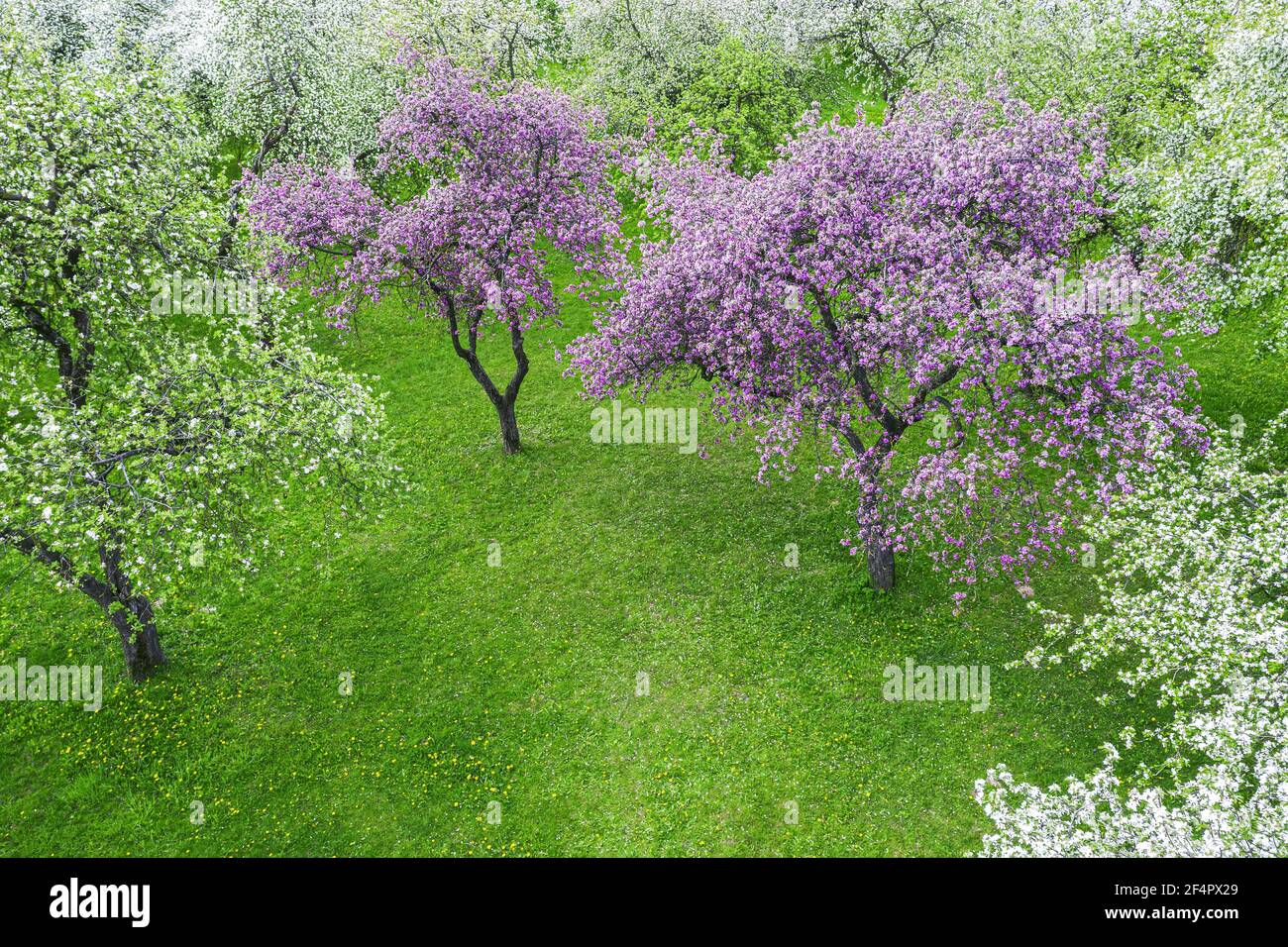 Apple tree garden hi-res stock photography and images - Alamy