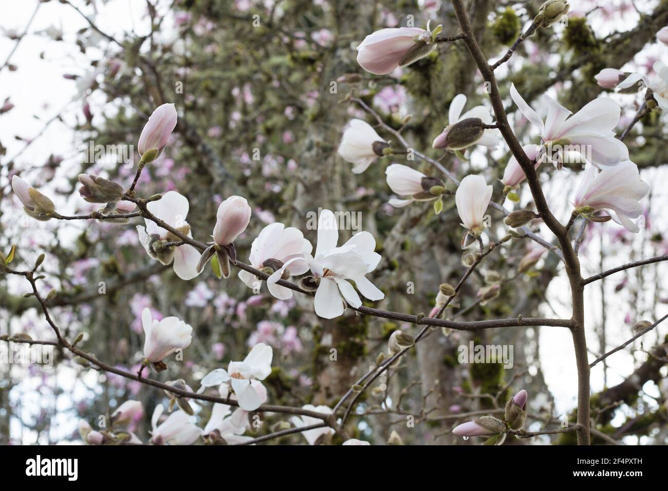 Magnolia x loebneri 'Merrill' magnolia tree, close up. Stock Photo