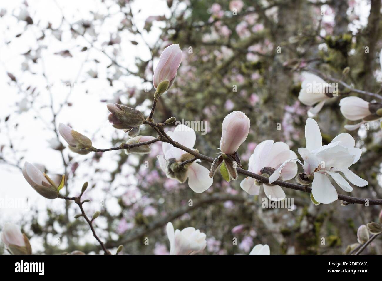 Magnolia x loebneri 'Merrill' magnolia tree, close up. Stock Photo