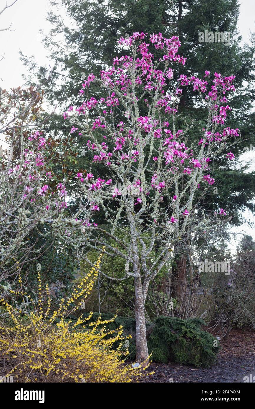 Magnolia sprengeri 'Eric Savill'. Stock Photo
