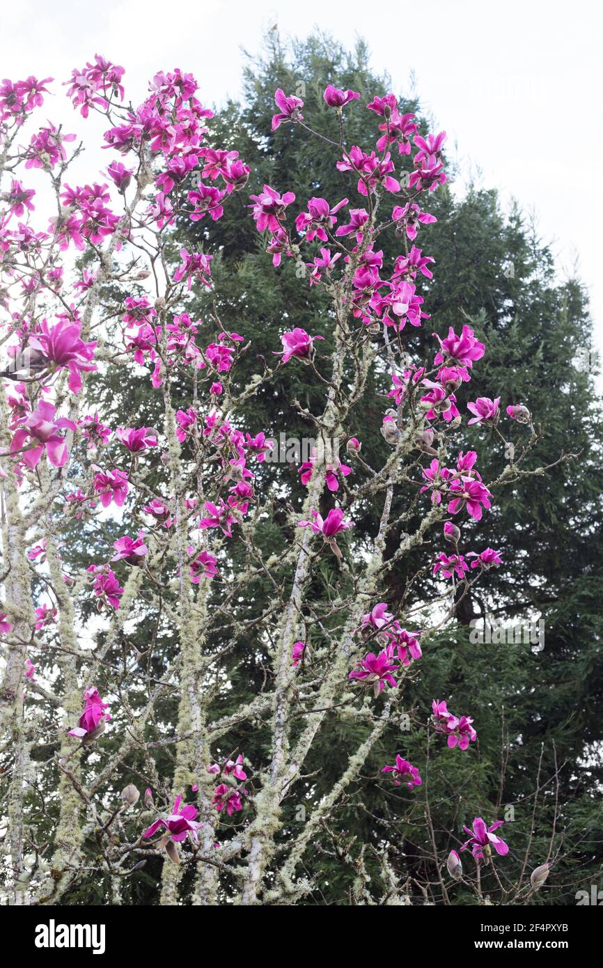 Magnolia sprengeri 'Eric Savill'. Stock Photo